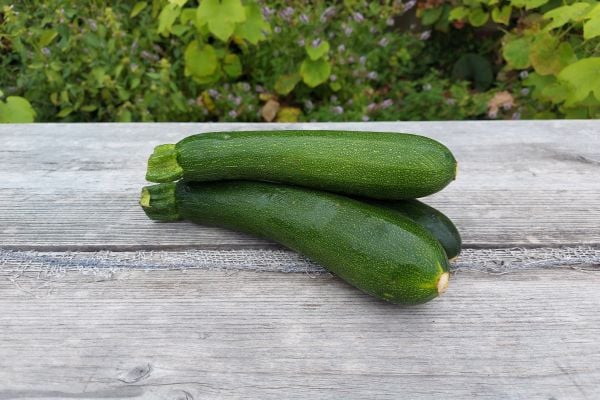 Zucchetti