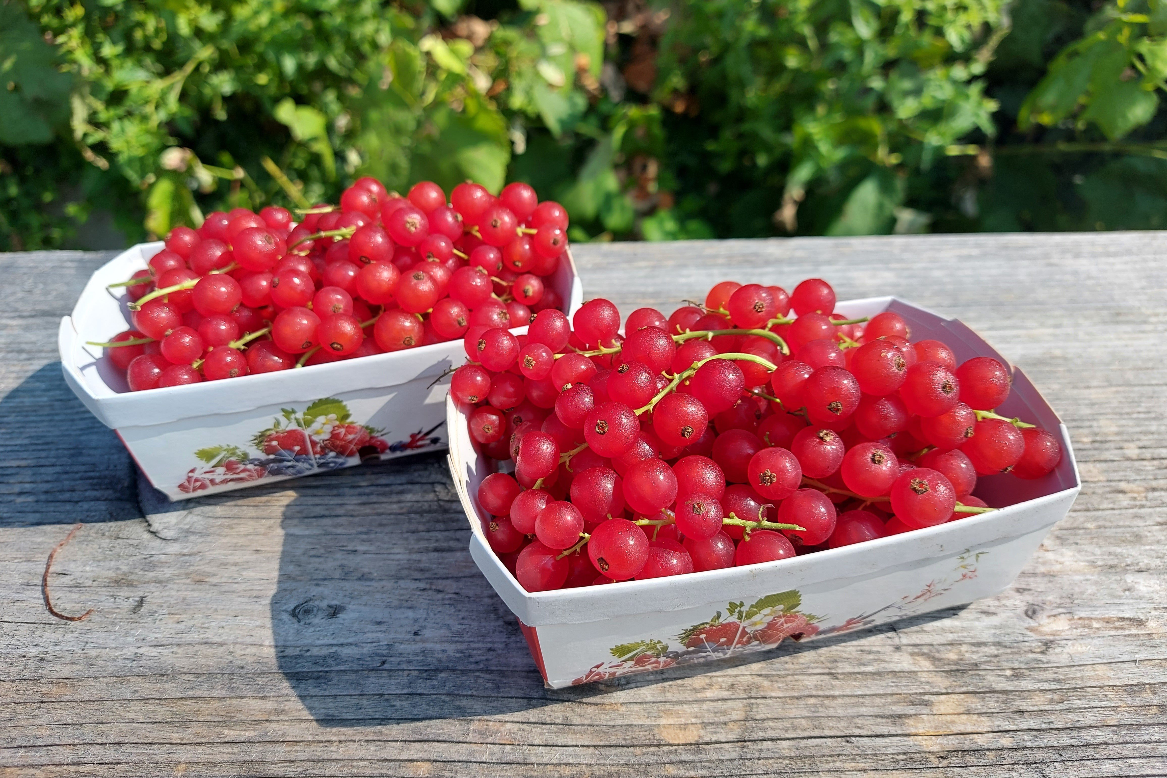 Johannisbeeren